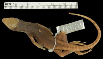 Media type: image;   Herpetology R-10931 Aspect: dorsal